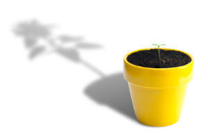 picture of a tiny seedling in a flowerpot - throwing a big plant's shadow